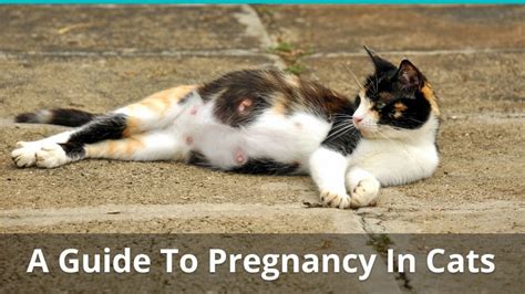 11.02.2020 · cat pregnancy timeline (with pictures): How Long Are Cats Pregnant? Cat Pregnancy Guide | Food ...