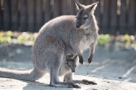 Study Shows Kangaroos Actually Can Communicate With Humans Watch Video