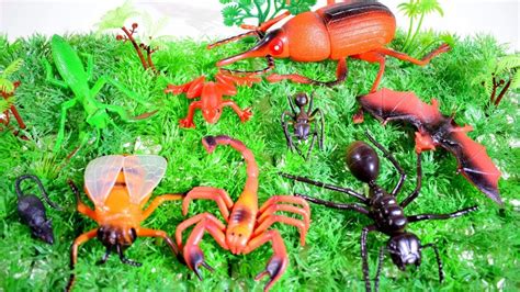 They are small terrestrial invertebrates which have a hard exoskeleton. All Types of Super Monster Creepy Bugs Toys to Real Life Insects Animals for Kids | Toys For ...