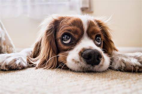 Is Your Dog Anxious Look For These Signs The Dog People By