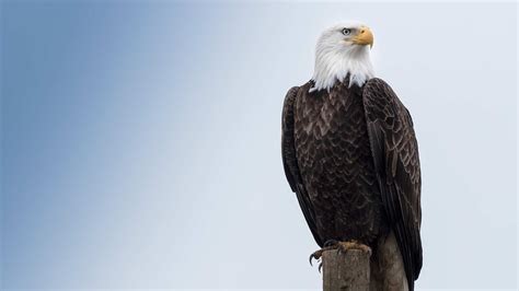 Bald Eagle Wallpapers 63 Images