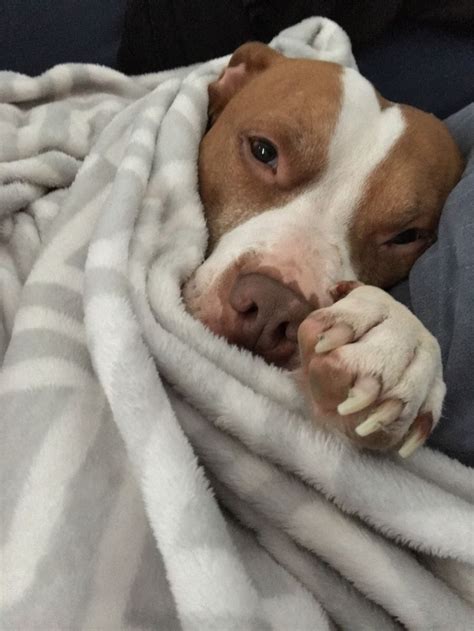 Decades ago, breeders designed these dogs to bait. But I don't wanna go outside ... (x-post Pitbulls) http://ift.tt/2jHsPns | Cute dogs, Funny ...