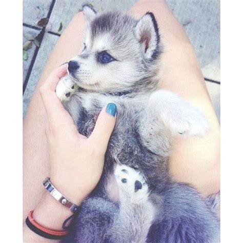 Bi colored eyes are a lot rarer than brown or blue eyes, but they're still not the rarest. Cute husky puppy with blue eyes Cute dogs ღ liked on ...