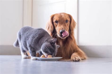 How To Stop A Cat Eating Dog Food Cat World