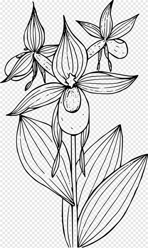 36 Gambar Bunga Anggrek Sketsa Kekinian Informasi Seputar Tanaman Hias
