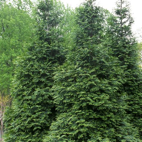 Green Giant Arborvitae Trees For Sale At Arbor Days Online Tree