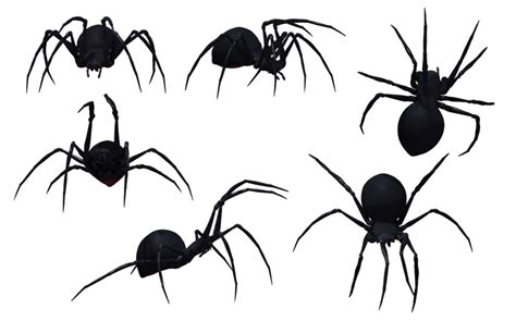Download Spider Png Image For Free