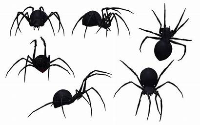 Spider Widow Side Drawing Transparent Clipart Background