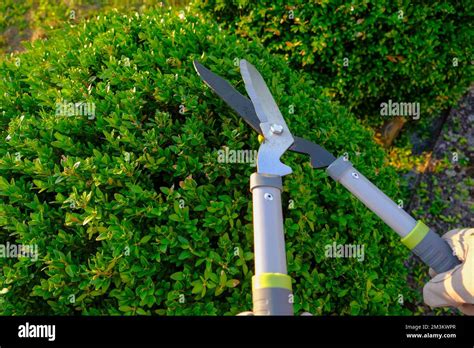 Shearing Plants In The Gardentool For Plant Formation Concept Topiary