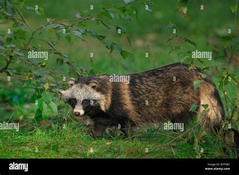 Racoon Dog Nyctereutes Procyonoides Among Vegetation Stock Photo Alamy