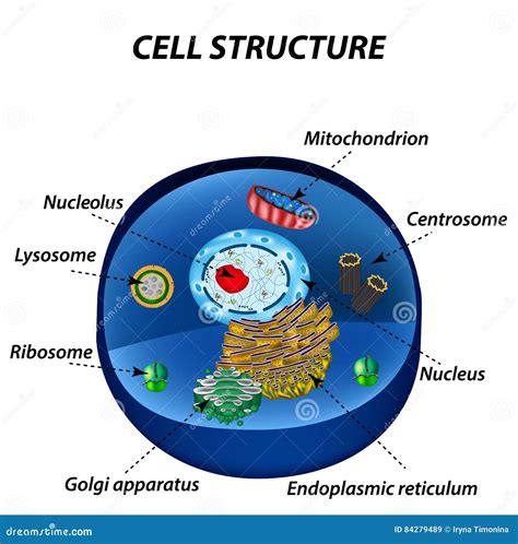 Structure Des Cellules Humaines Organelles Le Noyau De Noyau Endoplas Illustration Stock