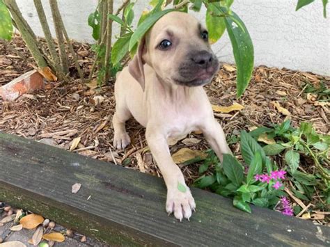 They make great family pets. 10 Black Mouth Cur Puppies for Sale in Winter Park, Florida - Puppies for Sale Near Me