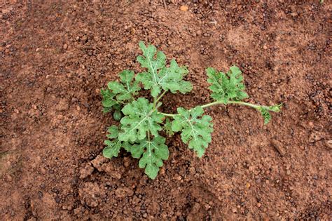 Watermelon Plant Spacing How Far Apart To Plant Watermelons