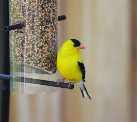New Jersey State Bird Eastern Goldfinch 50states