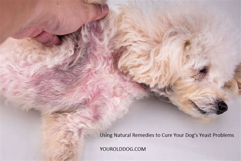 Dog Yeast Infection 4 Steps To Natural Elimination