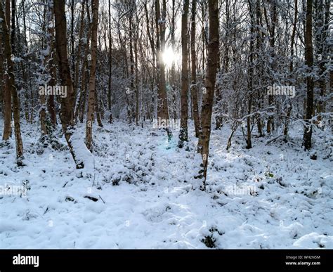 Low Winter Sunlight Shining Through Snowy Woodland Trees Derbyshire