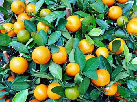 Ripe Fruits On A Tangerine Tree Stock Image Image Of Orange Sweet