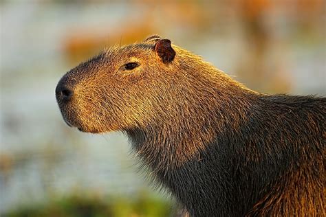 Assessment | biopsychology | comparative | cognitive | developmental | language | individual differences | personality | philosophy | social | methods | statistics | clinical | educational | industrial | professional items | world psychology |. Which Animals Are Nocturnal? - WorldAtlas.com