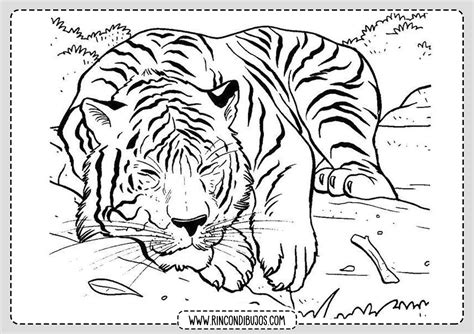Tigre Paa Colorear