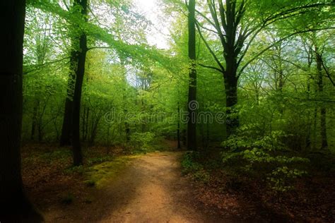 Forest Path Stock Photo Image Of Tranquil Spring Forest 5008372