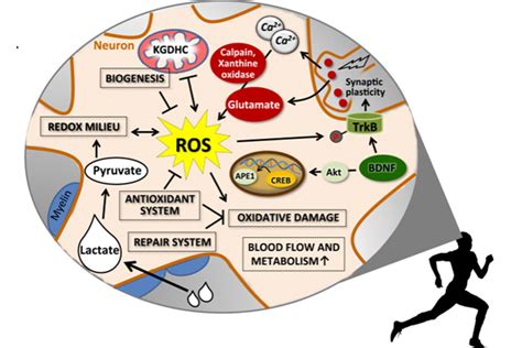 Functional Decline In Aging Exercise And Reactive Oxygen Species Ros