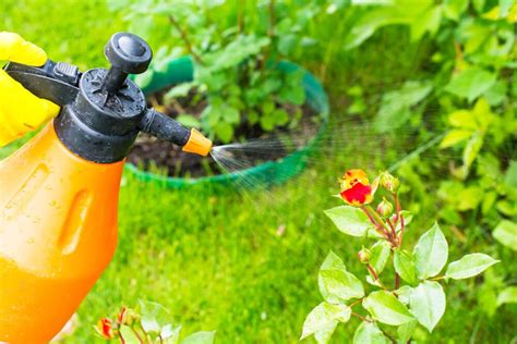 To make an insect spray at home for tomato plans, mix 10 ounces of hydrogen peroxide, 1 gallon of water and 10 ounces of sugar together. Organic Pest Control for the Garden