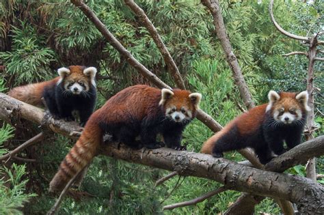 Red Panda Twins Debut At Prospect Park Zoo Red Panda Cute Wild