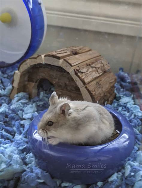 How To Care For A Hamster 10 Things You Need To Know