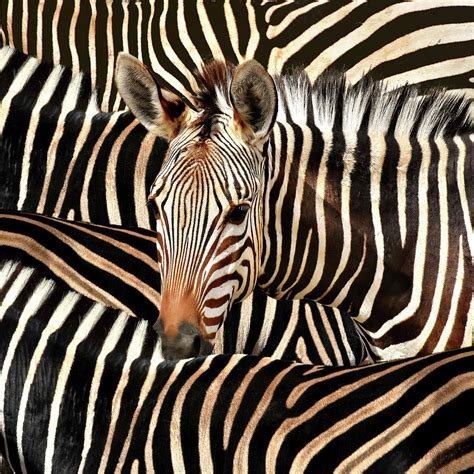 Portrait Of A Zebra Photograph by Diana Van Tankeren