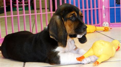 Basset hounds—buckle at 3 years old and bella the basset puppy at 5 months old—buckle the male is strong and wise. Gorgeous Tri Color, Basset Hound Puppies For Sale Near Atlanta, Ga at Atlanta, Columbus, Johns ...