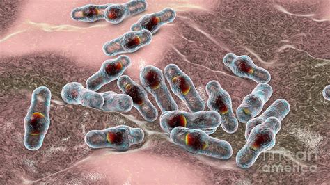 Clostridium Bacteria Photograph By Kateryna Konscience Photo Library