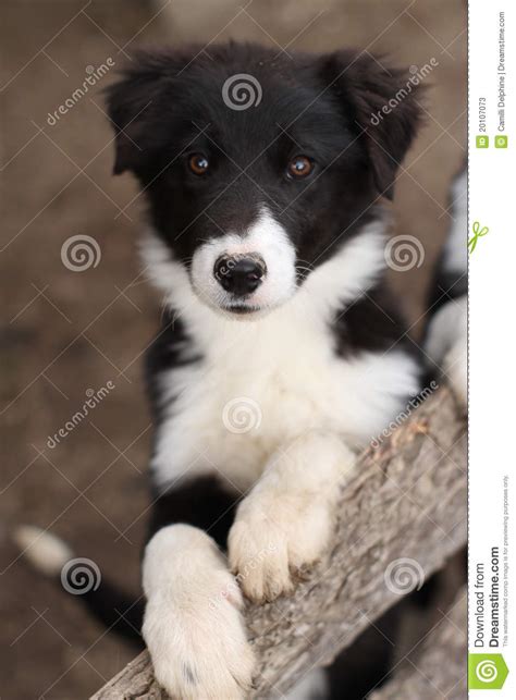 Cute Black And White Puppy Dog Stock Photos Image 20107073