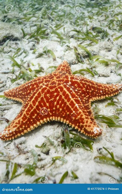 Close Up Of Red Sea Star Or Starfish Resting On White Sand Of Ocean