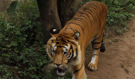 Ensuring The Survival Of The Sumatran Tiger Population Plantados