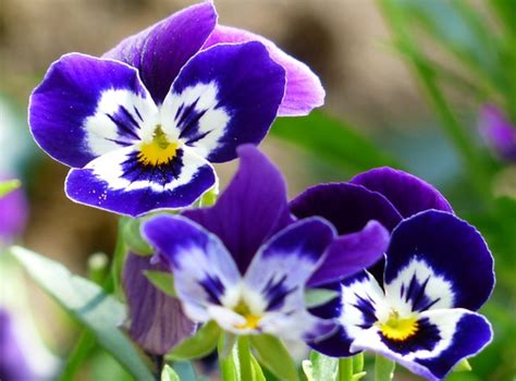 Cool Cool Flowers You May Like ~ World Info