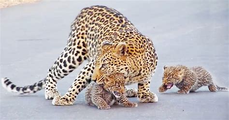 Watch Mama Leopard Teaches Her Tiny Cubs How To Cross The Road Cute Earth Touch News