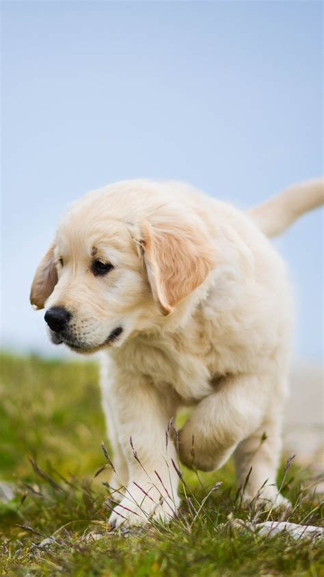 Golden Retriever Puppy Wallpaper