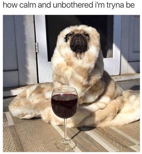 17 Pugs Memes That Weirdly Relatable Funny And Downright Ridiculous