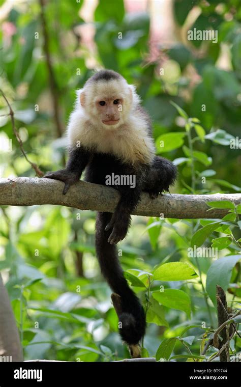 White Headed Capuchin Monkey Cebus Capucinus Adult Animal On Tree