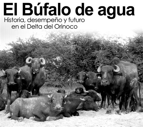 El Búfalo De Agua Historia Desempeño Y Futuro En El Delta Del Orinoco