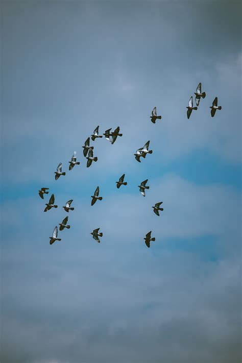 Pigeons Birds Flock Sky Hd Phone Wallpaper Peakpx