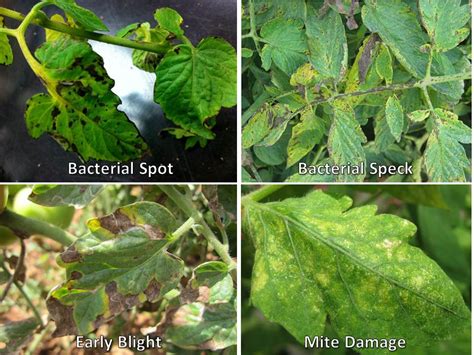 What Is It Vegetable Disease Facts