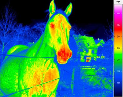 Veterinary Thermography Thermography
