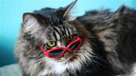 A Scientist Explains Why Your Cat Is So Weird Iflscience