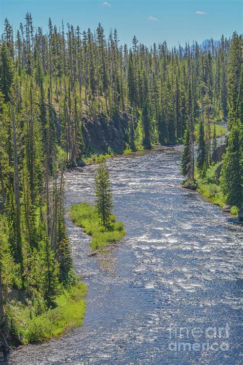 The Snake River Flowing Through The Forest In Yellowstone National Park