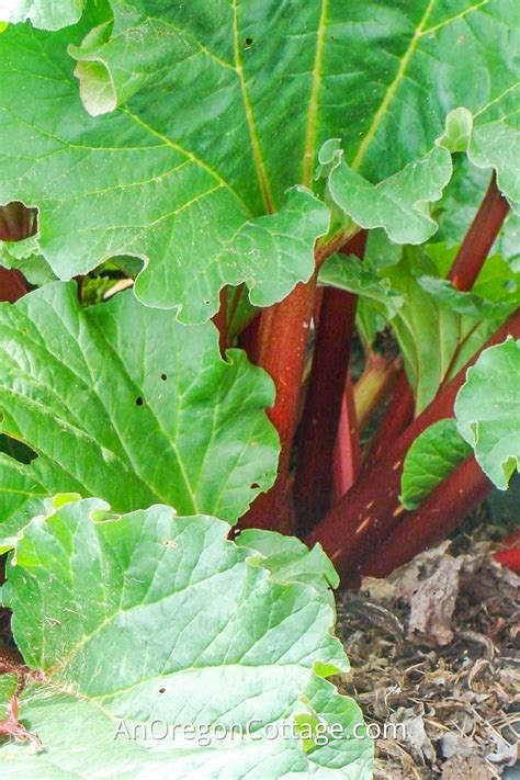 The Ultimate Rhubarb Guide Grow Harvest Cook And Preserve Eugene