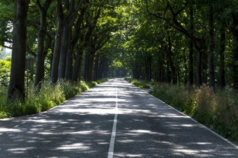 Free Images Tree Forest Path Grass Morning Highway Asphalt