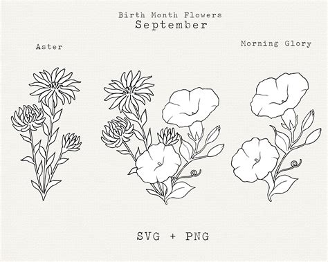 Top 104 + Aster flower drawing tattoo - Spcminer.com