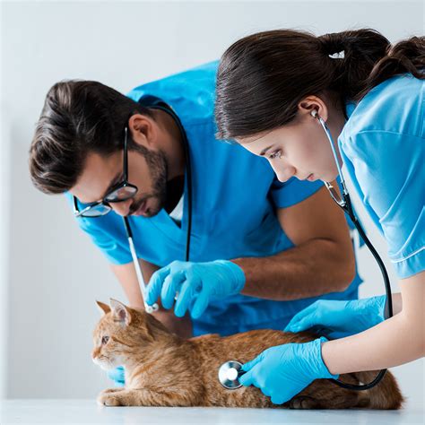 Auxiliar De Veterinário Salário