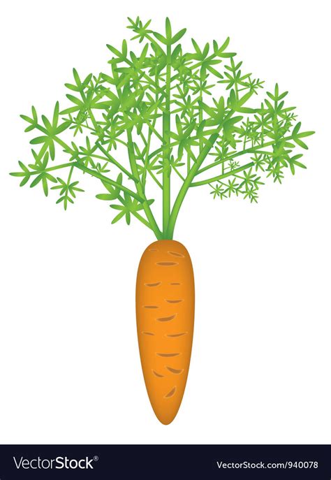 Carrot Vector By Elyomys1 Image 940078 Vectorstock
